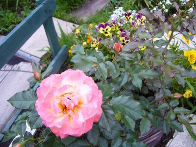 b0035611_2011074.jpg