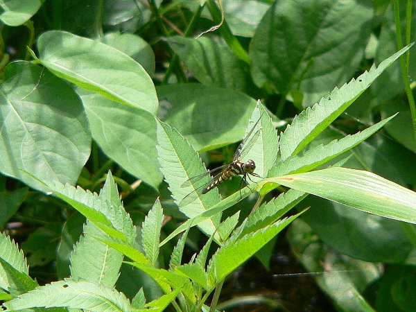 e0002314_19294184.jpg