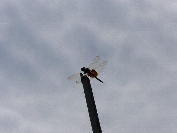 e0002314_19322595.jpg