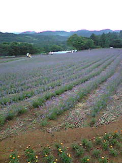 f0066420_7373833.jpg