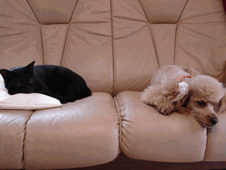 c0136736_11352088.gif