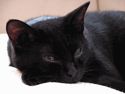 c0136736_11365587.gif