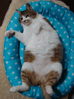 c0136736_11374197.gif