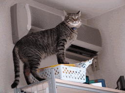 c0136736_11393418.gif