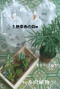d0073643_11281996.gif