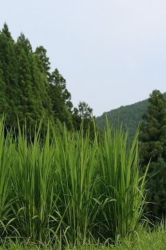a0054948_235891.jpg