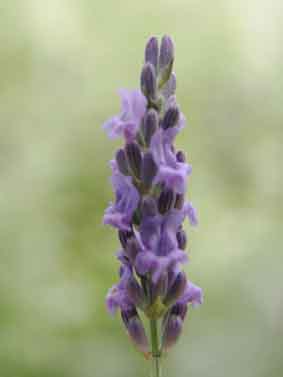f0062055_11435857.jpg