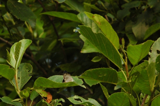 d0098057_4164594.jpg