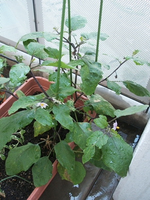 e0138560_1233584.jpg