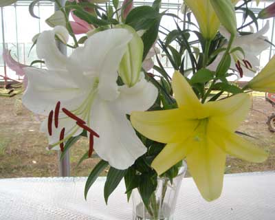 e0097770_2352737.jpg