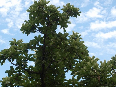 b0135573_2127954.jpg