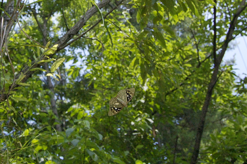 f0090680_11494532.jpg