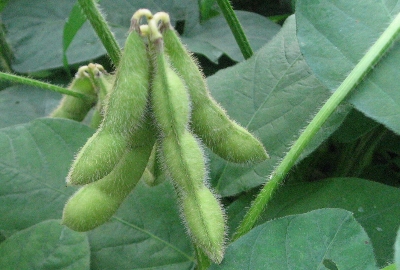 f0003283_104335.jpg