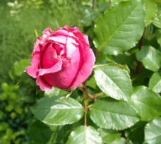 b0032694_8265436.gif