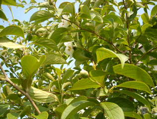 b0032694_8283689.gif