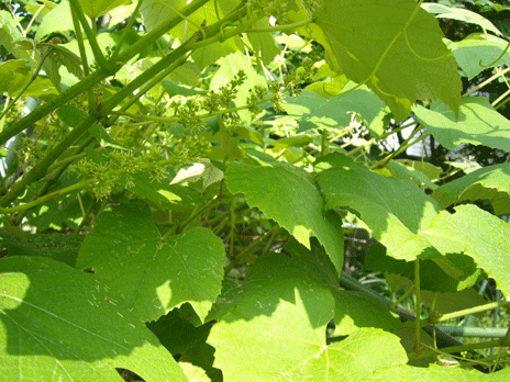 b0032694_834269.gif