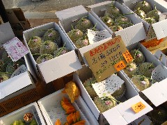 e0085113_939750.jpg