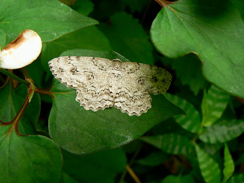 d0091754_202191.jpg