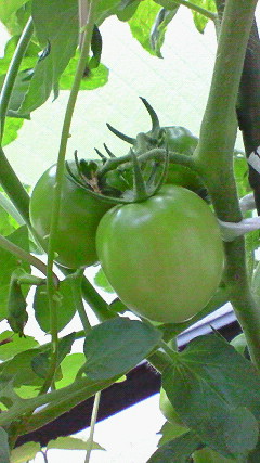 f0116278_1461592.jpg