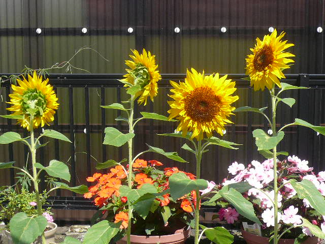 e0026017_2305962.jpg