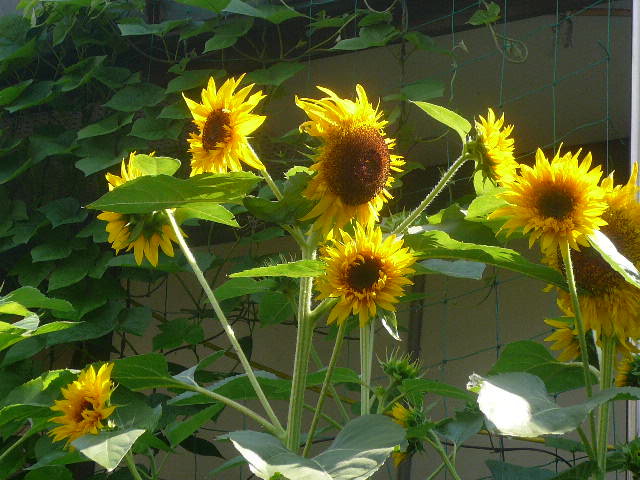 e0026017_2312967.jpg