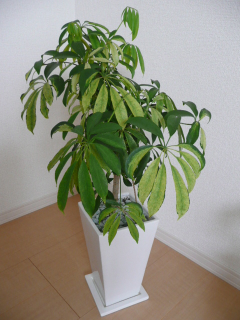 f0178427_11541279.jpg