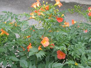 b0024439_9294460.jpg