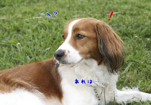 d0013149_8502623.jpg