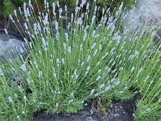 e0004756_20561951.jpg