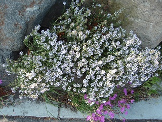e0004756_2103045.jpg
