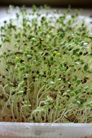 f0077159_2034227.jpg