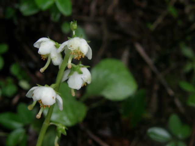 c0042869_2161222.jpg