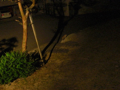 d0116578_1451726.jpg
