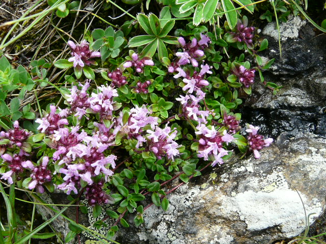 e0145782_19123112.jpg