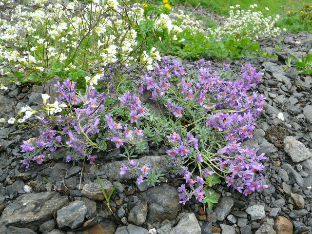 e0145782_1985824.jpg