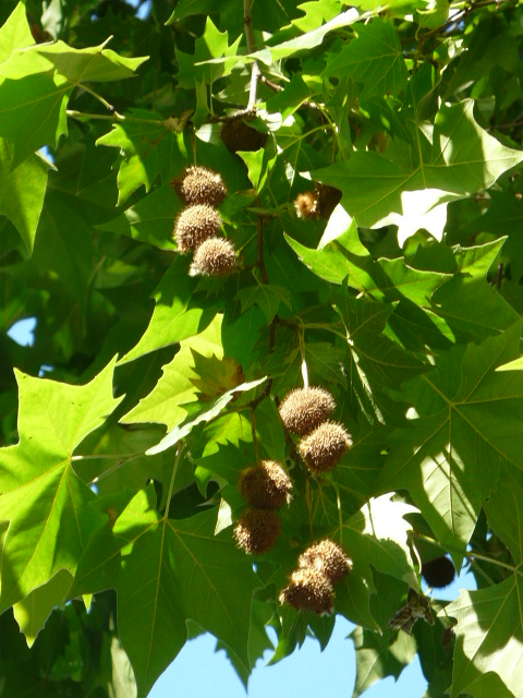 e0145782_9155995.jpg