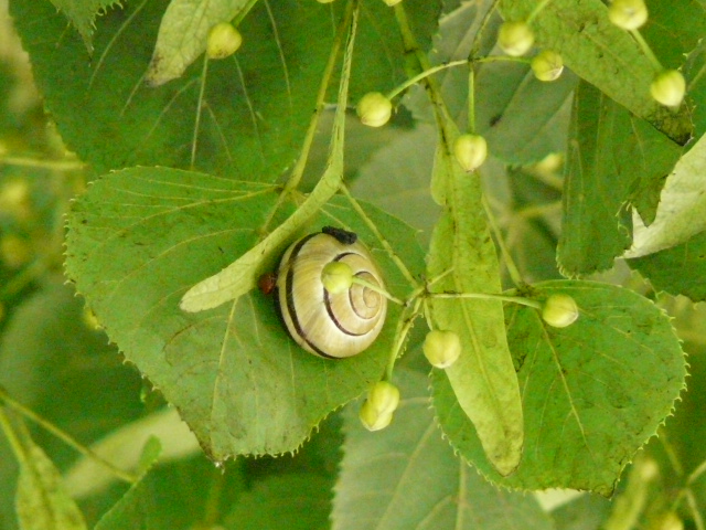 e0145782_9202250.jpg