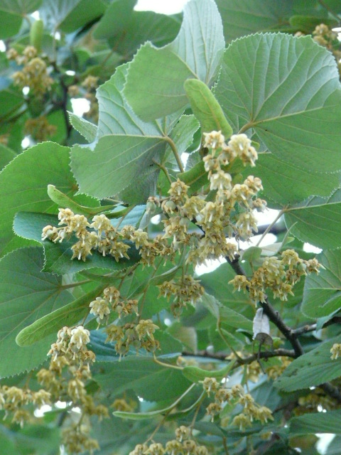 e0145782_991951.jpg