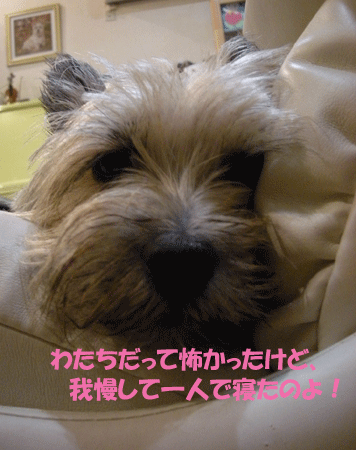 e0066883_22421757.gif