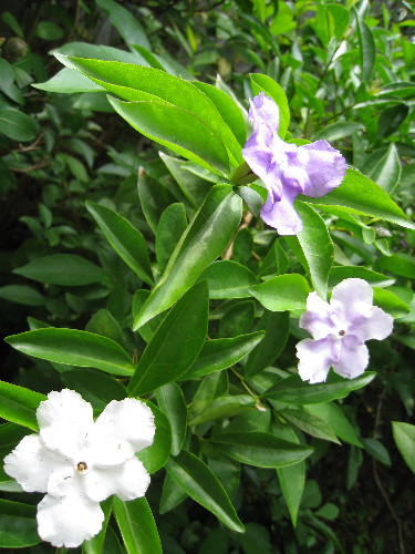 c0132387_1465471.jpg