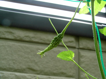 c0096393_2322064.jpg