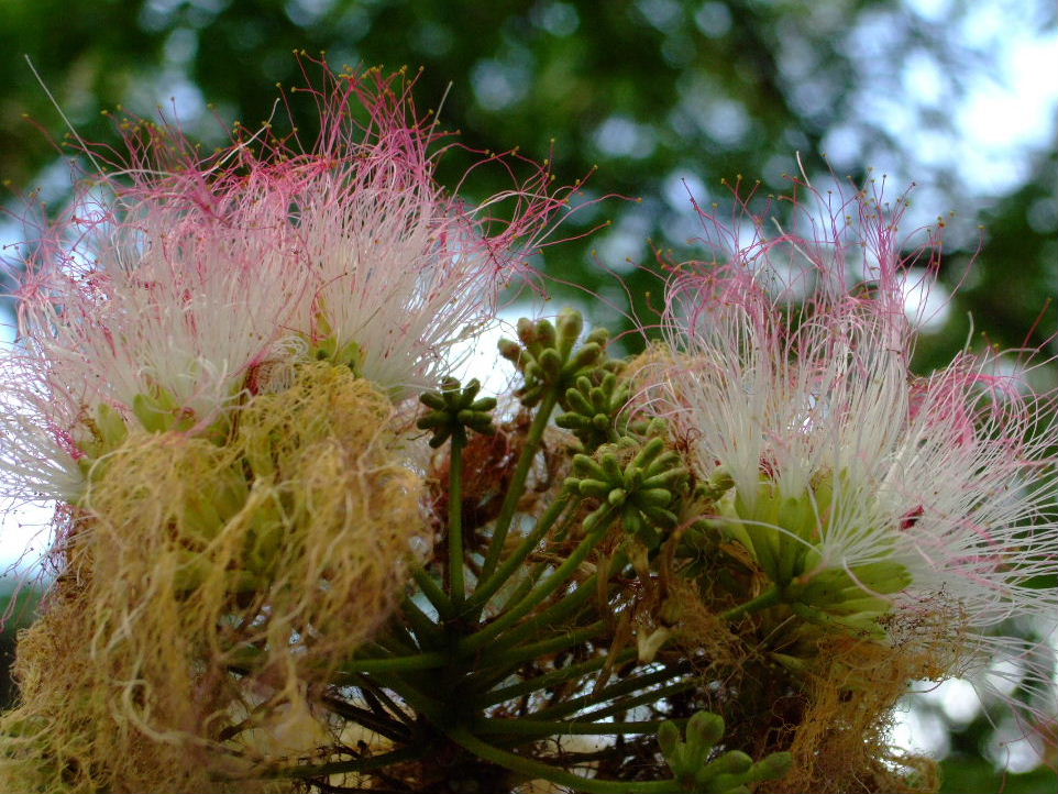 f0100593_6503477.jpg