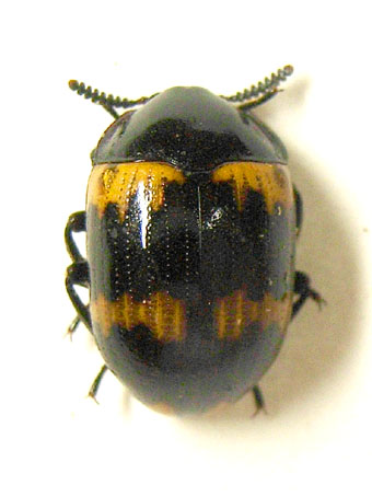 e0083097_053977.jpg