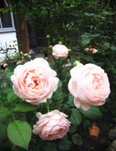 d0077603_5343274.jpg
