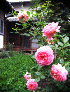 d0077603_5442226.jpg