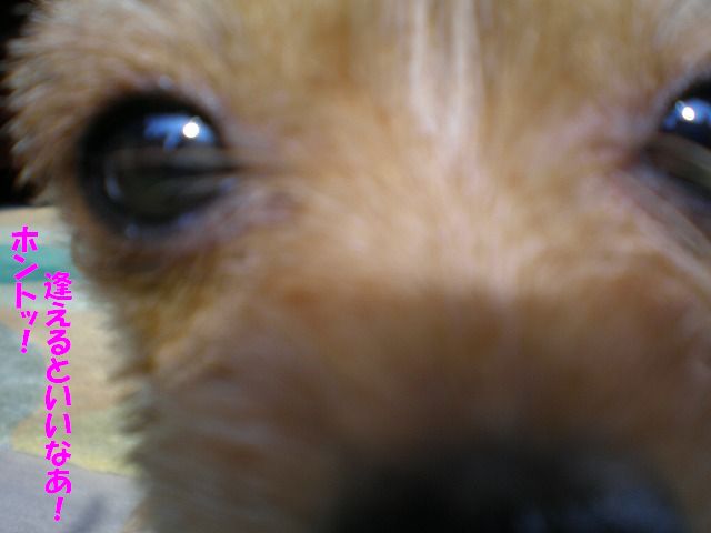 b0144519_11352493.jpg