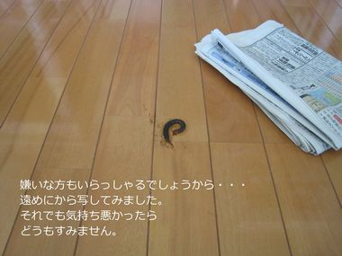 a0090451_16292191.jpg