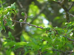 b0086858_6241434.jpg