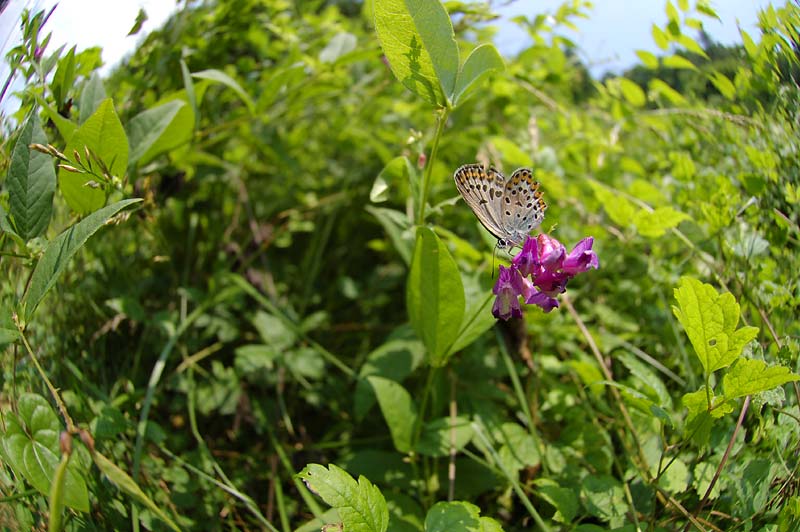 c0043361_23464225.jpg