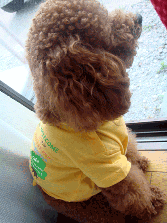 f0090964_15425064.gif